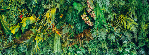 Preview: Group of background tropical green leaves texture. Natural green wallpaper and background.