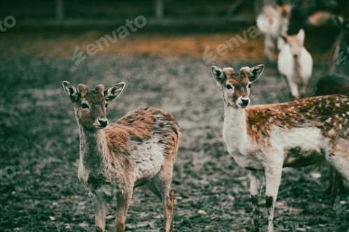 Preview: Close up on young deers