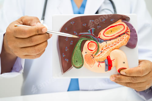Preview: Liver with gallbladder, pancreas spleen and duodenum,