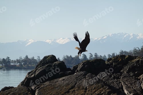 Preview: Bald eagle flying over rocks on a riverbank with mountains in the distance on a sunny day