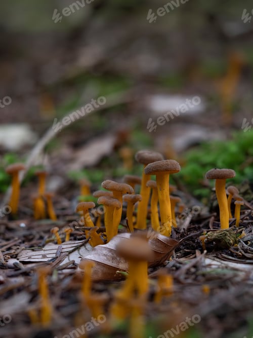 Preview: Group of tiny yellowfoot funnel chanterelle mushrooms