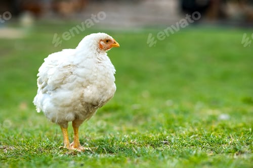 Preview: Close up of chicken standing on barn yard with green grass. Free range poultry farming concept.