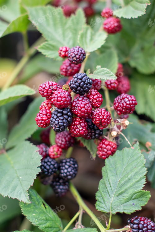 Preview: Blackberry cluster showing ripening stages, transitioning from tart red fruits to glossy dark