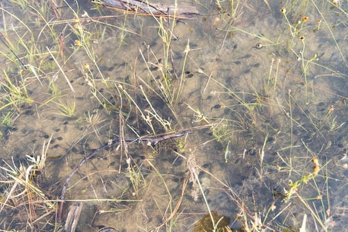 Preview: Tadpoles migrating through muddy water