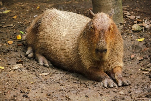 Preview: Capibara is in the zoo