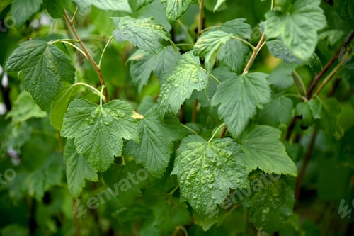 Preview: Signs of plant disease on the leaves. Lush green leaves