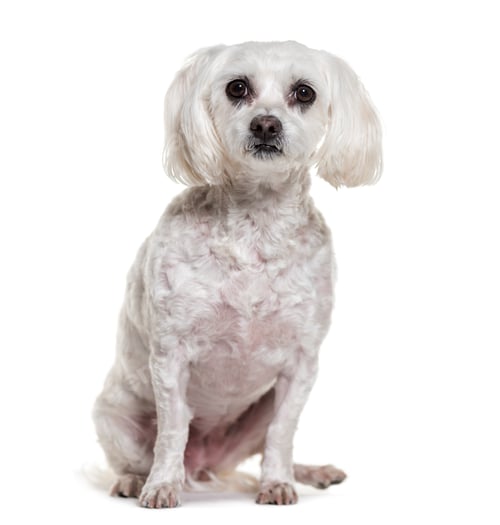 Preview: Maltese dog sitting, cut out