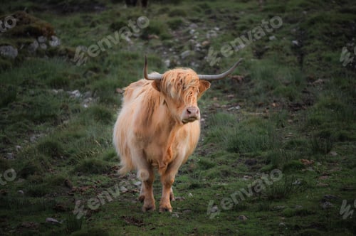 Preview: portrait of highland furry cow on the pasture. Rural life and farming concept. copy space banner