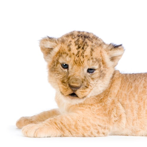 Preview: Lion Cub lying down