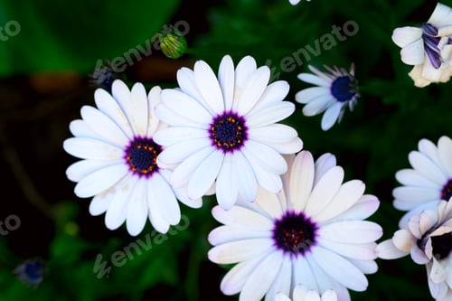 Preview: Shrubby daisybush Plant. African Daisy Daisybush White Flowers. Osteospermum ecklonis, Akila White