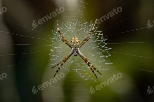Preview: Closeup shot of Argiope spider on its web
