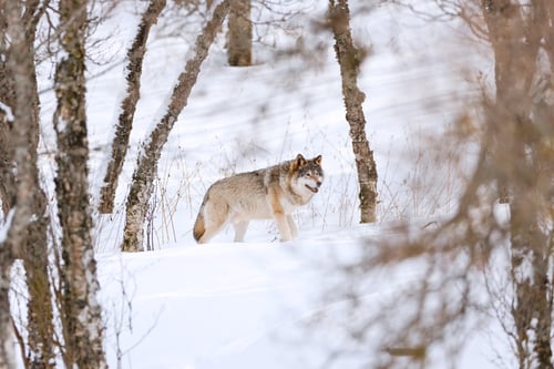 Preview: Canis Lupus walking amidst bare trees on snow