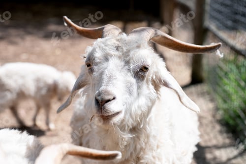 Preview: White with large curved horns in natural light. Ideal image for Eid al Adha