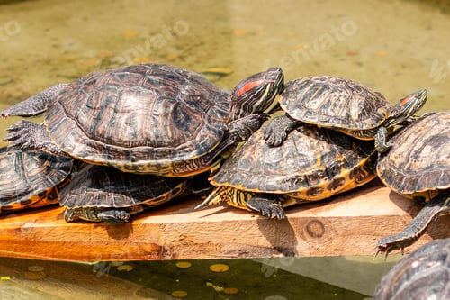 Preview: Murray River Turtle basking on log