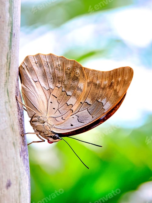 Preview: Vertical shot of a brown prepona butterfly on a wooden surface