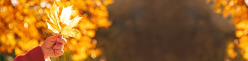 Preview: beautiful autumn leaves. Golden autumn. Selective focus.