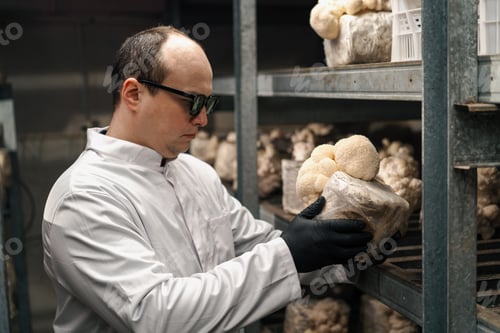 Preview: A mycologist from a mushroom farm grows lion's mane mushrooms scientist white coat checks mushrooms