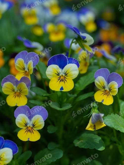 Preview: Beautiful violet and yellow colored pansies blooming in a garden.