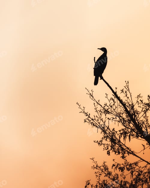 Preview: Bird perched on tree with sun backlight