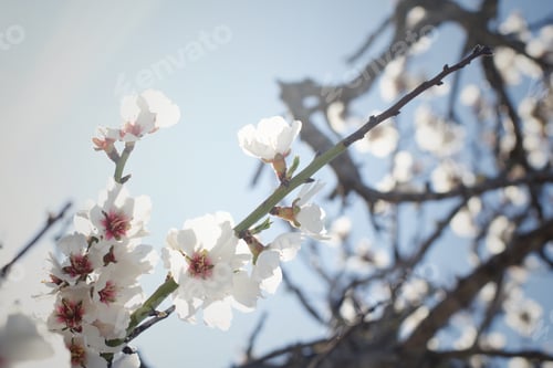 Preview: Almond blossom in spring