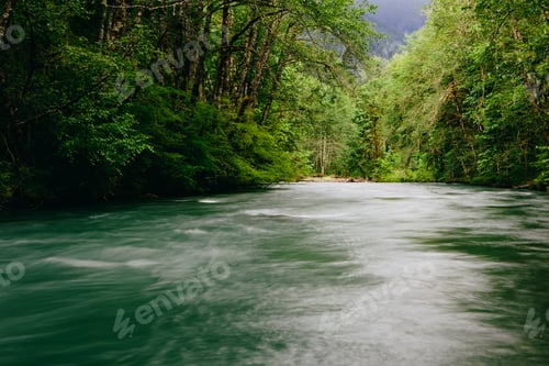 Preview: Dosewallips River and lush, green temperate rainforest, Olympic NP