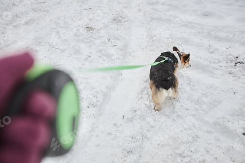 Preview: Close up of unrecognizable couple walking cute corgi dog on leash in winter