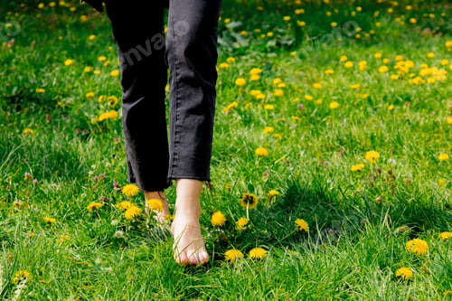 Preview: dandelions meadow in spring time
