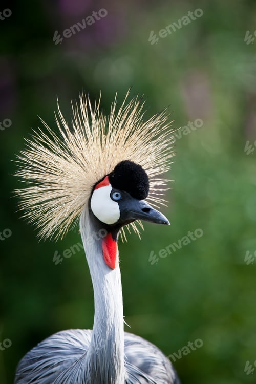 Preview: Close-up of a Grey Crowned Crane (Balearica regulorum)
