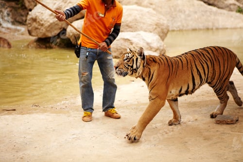 Preview: Tiger in an encampment