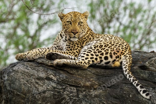 Preview: Beautiful shot of a spotted male leopard on a rock in Kruger National Park, South Africa
