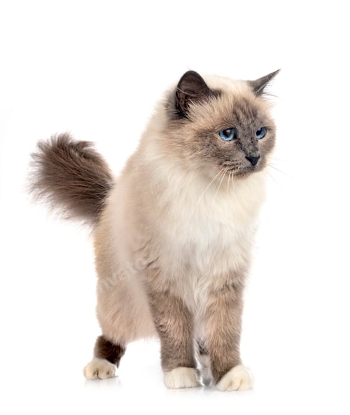 Preview: birman cat in studio