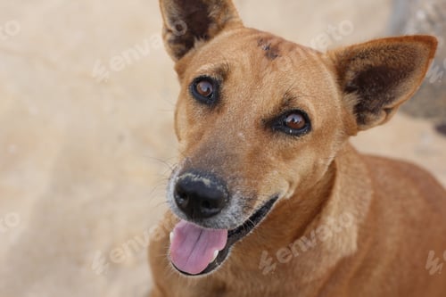 Preview: Big brown dog in a sandy enclosure
