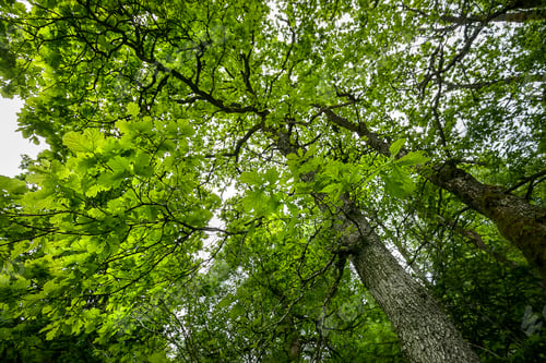 Preview: big oak tree in summer