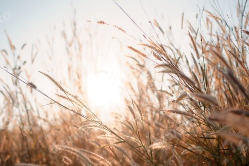 Preview: Wilted grass in early autumn