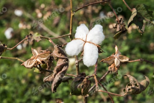Preview: Closed up cotton blossom ready for harvesting,cotton tree