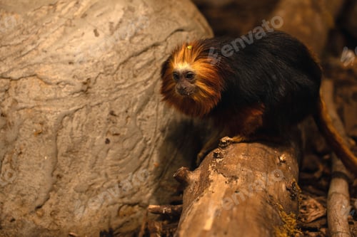 Preview: golden-headed lion tamarin perched on a mossy log forest enclosure, bark and weathered rock