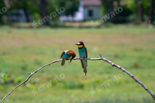 Preview: European bee eater, Merops apiaster. Common bee-eater. Close-up