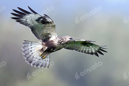 Preview: Rough-legged buzzard (Buteo lagopus)