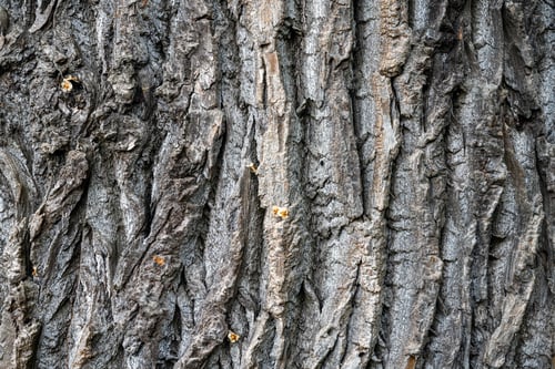 Preview: Rough and old tree bark