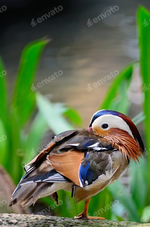 Preview: Mandarin Duck