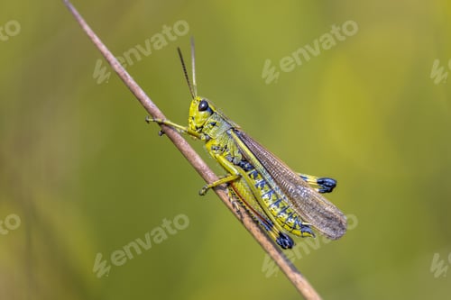 Preview: Large marsh grasshopper