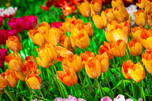 Preview: Floral Tulips Background. Tulip Field