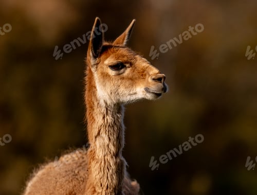 Preview: Portrait Of A Vicuna Is Captivating