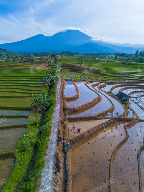 Preview: indonesia beauty landscape paddy fields in north bengkulu natural beautiful morning view from asia