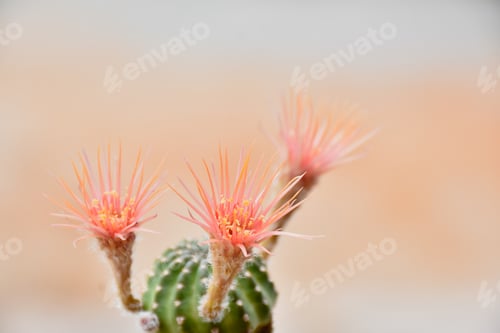 Preview: Beautiful blooming cactus, selective focus blurred green nature background.