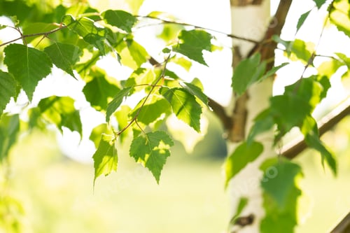 Preview: Birch grove. Tall tree trunks with black and white bark and green leaves.