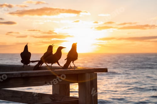 Preview: Sea Birds sitting on a wooden pier by the ocean during a vibrant cloudy sunrise