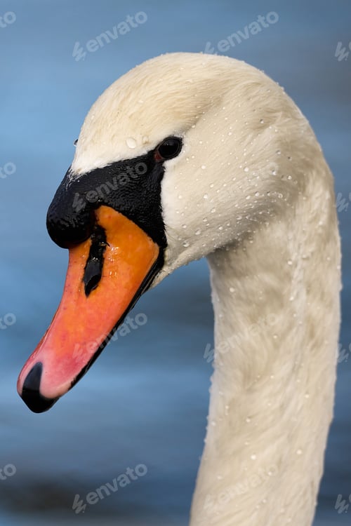 Preview: Mute swan (Cygnus olor)