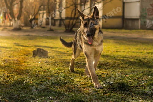 Preview: Portrait of a German shepherd dog. Dog outdoor. Purebred dog.