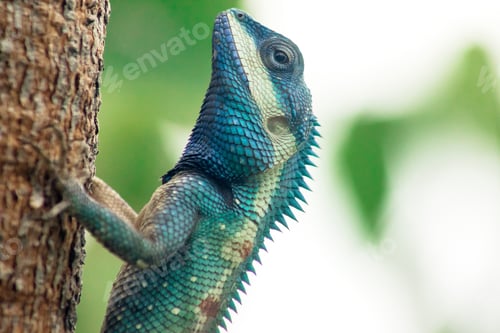 Preview: Blue crested lizard is a colorful lizard.